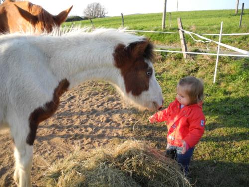 Le plus gentil des poneys