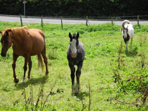 Centre Equestre Saint Just Saint Rambert