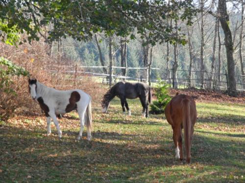 Centre Equestre Saint Just Saint Rambert