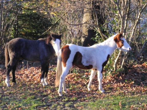 Centre Equestre Saint Just Saint Rambert