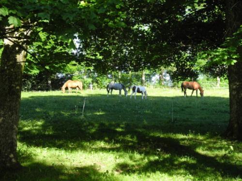 Centre Equestre Saint Just Saint Rambert