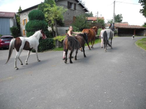 Wacho, Atchoum et Badboy partent au pré