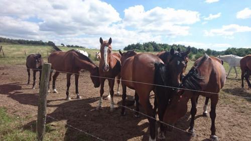 Chevaux en vacances