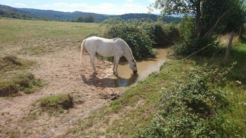 Chevaux en vacances