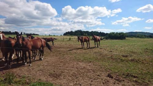 Chevaux en vacances