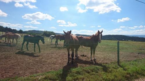 Chevaux en vacances