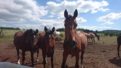 Chevaux en vacances