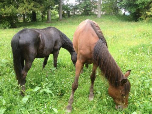 Chevaux en vacances