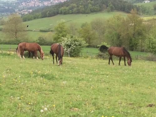 Paddocks printemps