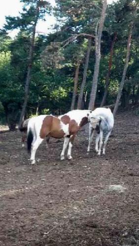 Grands poneys paddock