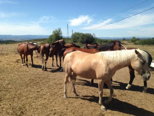 Vacances chevaux club