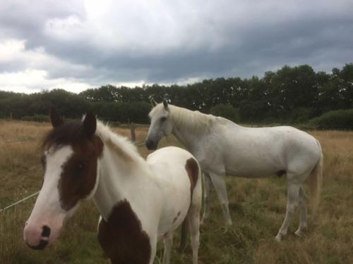 Contents les poneys