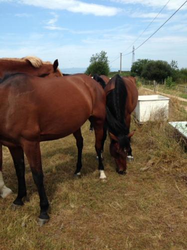 Chevaux de club en vacances 3