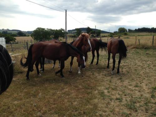 Chevaux de club en vacances 1