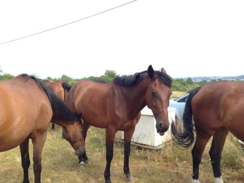 Chevaux de club en vacances 2