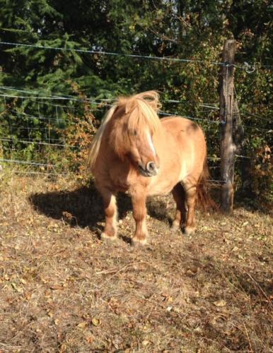 Voici Mascotte, notre nouvelle recrue