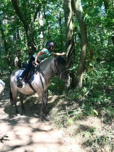 Chasse au trésor dans les bois - 1