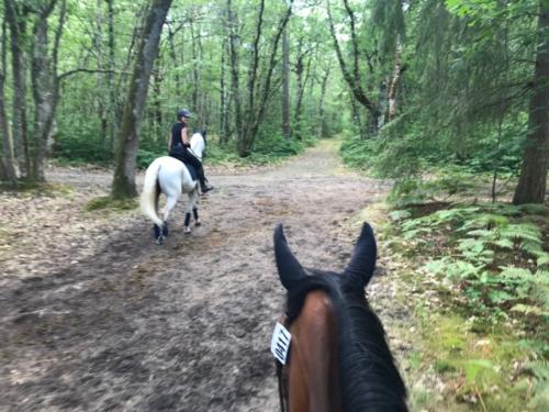 Promenade dans les bois